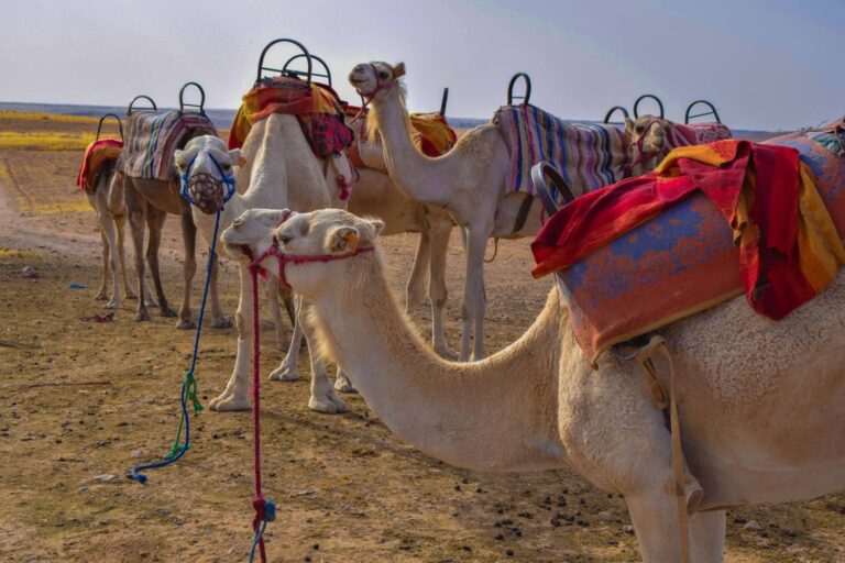 Agafay Desert Morocco