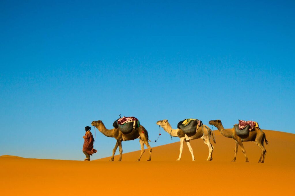 Moroccan Desert Camels