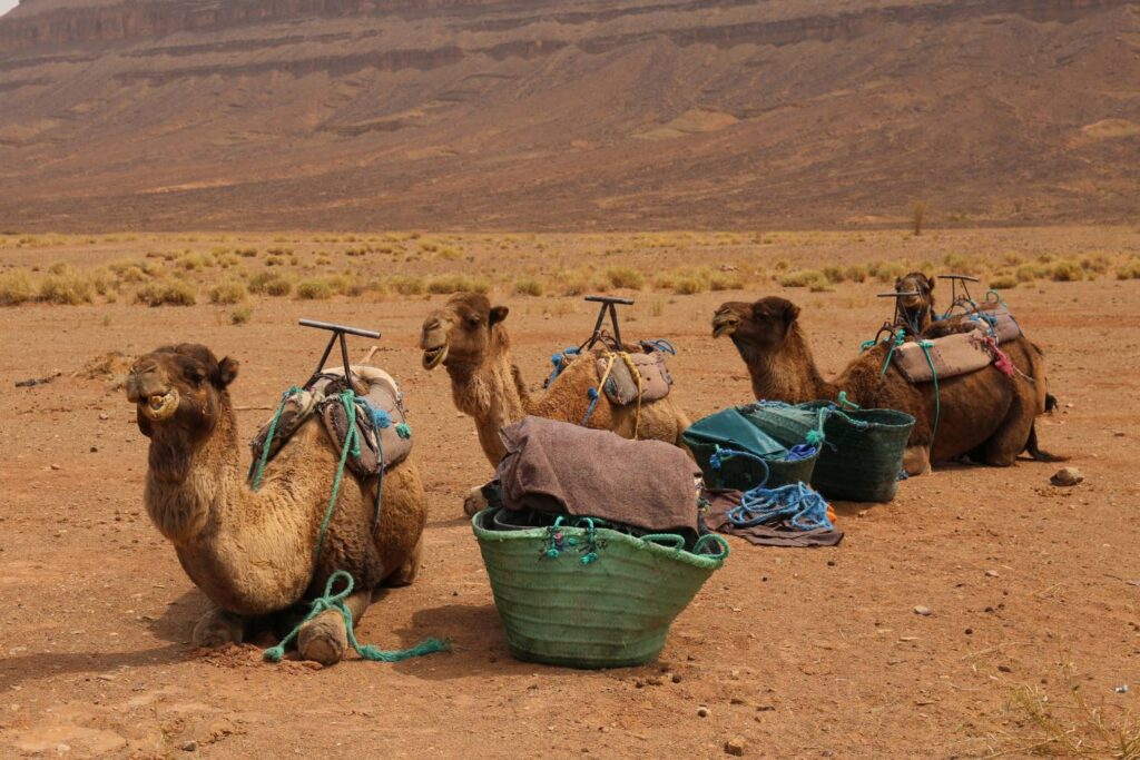 Moroccan Desert Camels