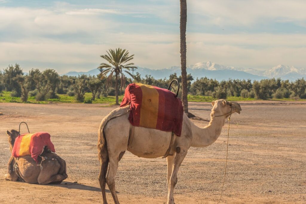 Palmeraie in Marrakech 